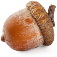Nut Simulator icon